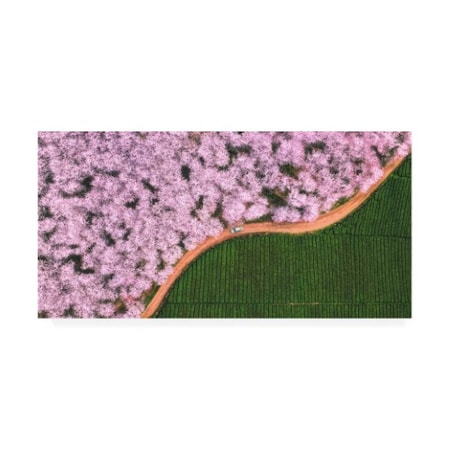 TIANQI 'The Road Of Flower' Canvas Art,12x24